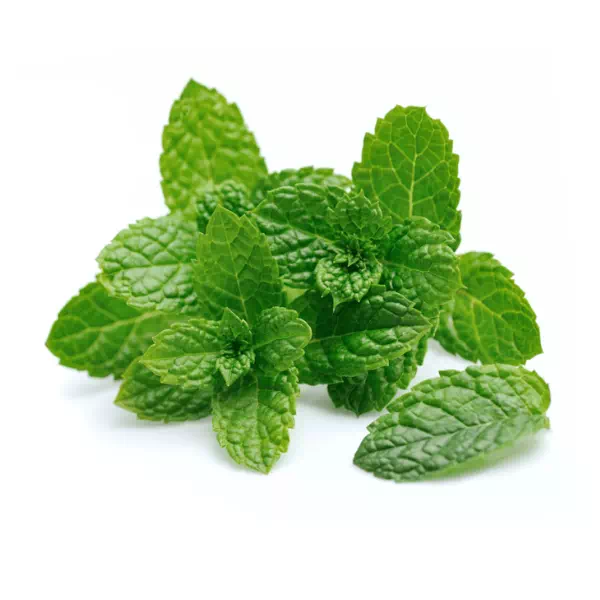 71-La-Menthe-1.webp MENTHE – نعناع – Image 1