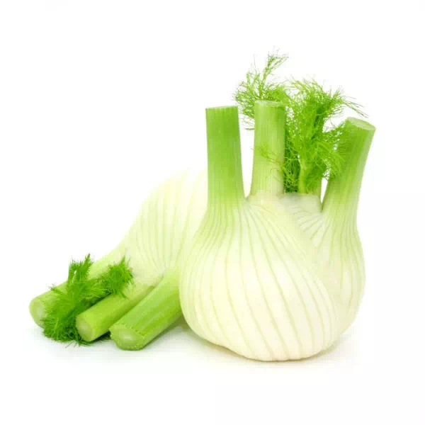 76-Fenouil-1.webp FENOUIL – بسباس – Image 1